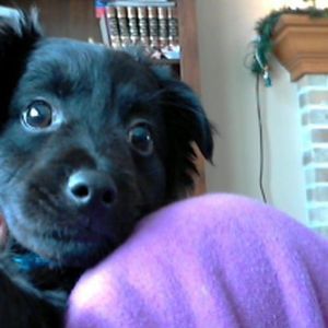 Meet your Posher, Sammy